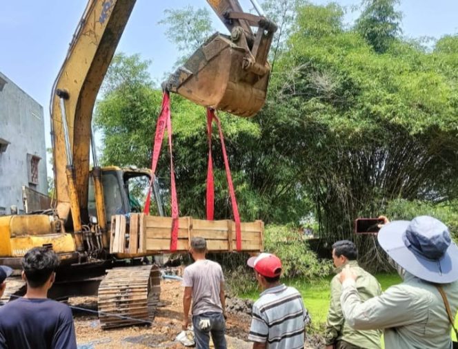 
					Petugas dari BKSDA wilayah 1 saat mengevakuasi buaya dari tempat penangkaran di Cianjur. (Foto : Istimewa)