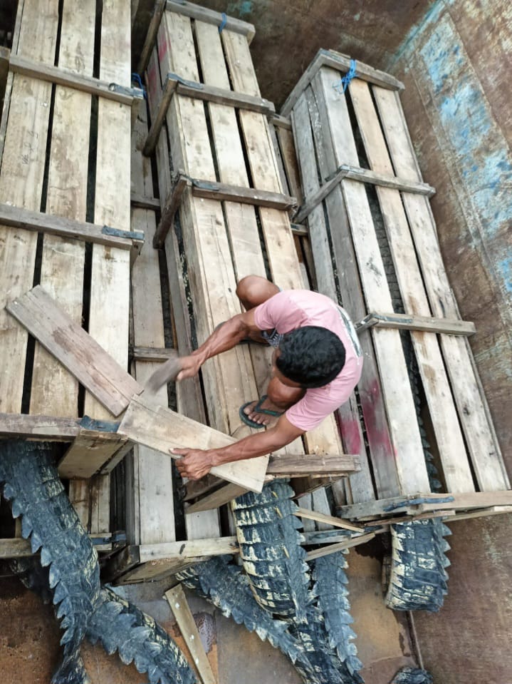 Buaya Cianjur - cianjurtimes