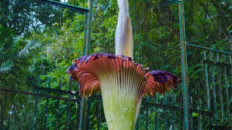 Bunga Bangkai Kebun Raya Cibodas Mekar Perdana di Tahun 2025