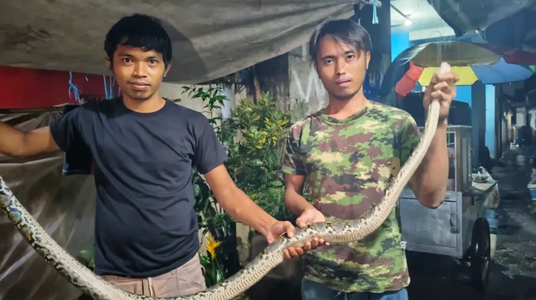 Warga Margaluyu Tangkap Ular Piton 1,5 Meter Saat Sungai Meluap