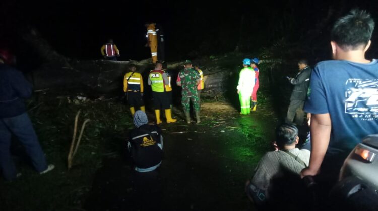 Sebuah pohon setinggi  20 meter di Kecamatan Sukanagara roboh akibat diterjang hujan dan angin kencang, Sabtu, (24/5/2025) malam. (Foto : cianjurtimes.com)