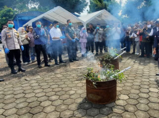 Pemusnahan tanaman khat hasil sitaan BNN Kabupaten Cianjur.(Foto : media Indonesia)