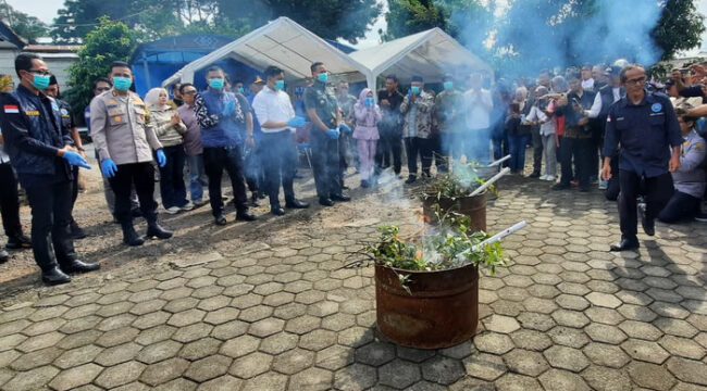 Pemusnahan tanaman khat hasil sitaan BNN Kabupaten Cianjur.(Foto : media Indonesia)