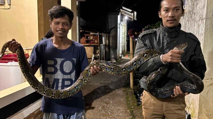 Warga Cipendawa Heboh, Penemuan Ular Sanca di Cianjur Sepanjang 3,5 Meter