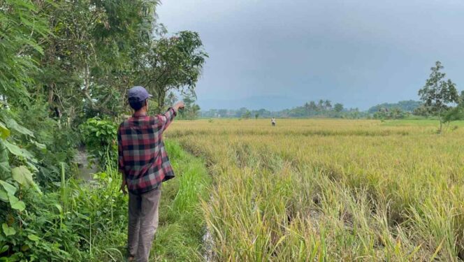 
					Serangan Ribuan Burung Pipit Paksa Petani Ciranjang Hadapi Gagal Panen di Cianjur