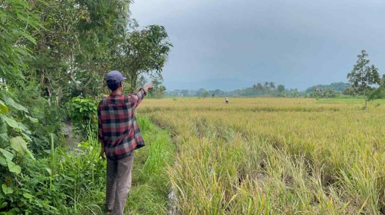 Serangan Ribuan Burung Pipit Paksa Petani Ciranjang Hadapi Gagal Panen di Cianjur