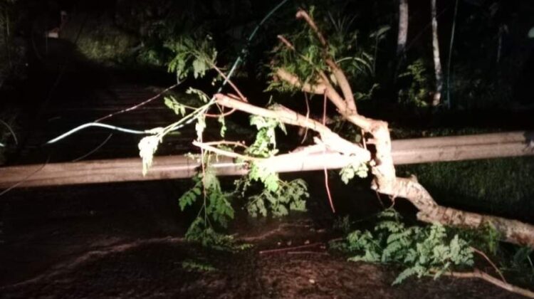 Akibat Cuaca Ekstrem, beberapa fasilitas listrik milik PLN terganggu oleh pohon tumbang. Hal ini yang menyebabkan gangguan listrik di Kecamatan Tanggeung. (Foto : PLN)