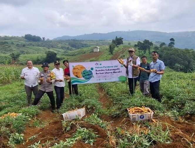 
					Perkuat Ekonomi, Bumdesa Gelar Panen Perdana Ketahanan Pangan Desa Sukanagalih