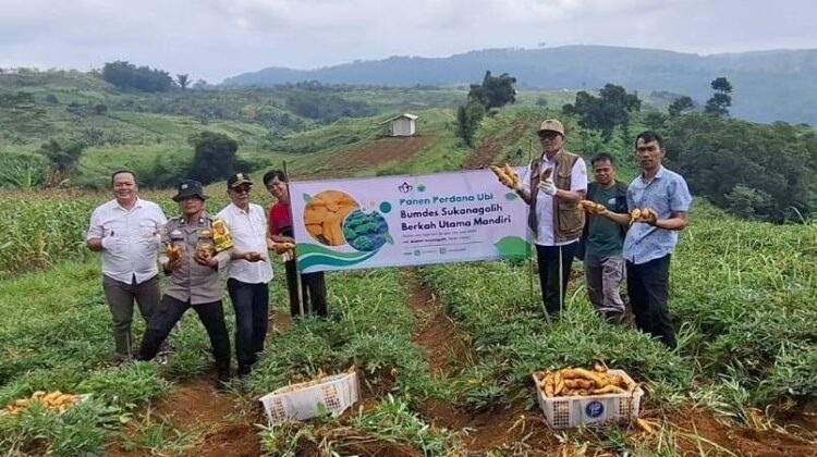 Perkuat Ekonomi, Bumdesa Gelar Panen Perdana Ketahanan Pangan Desa Sukanagalih