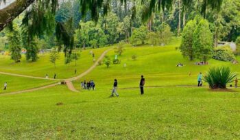 kunjungan wisatawan ke kebun raya cibodas