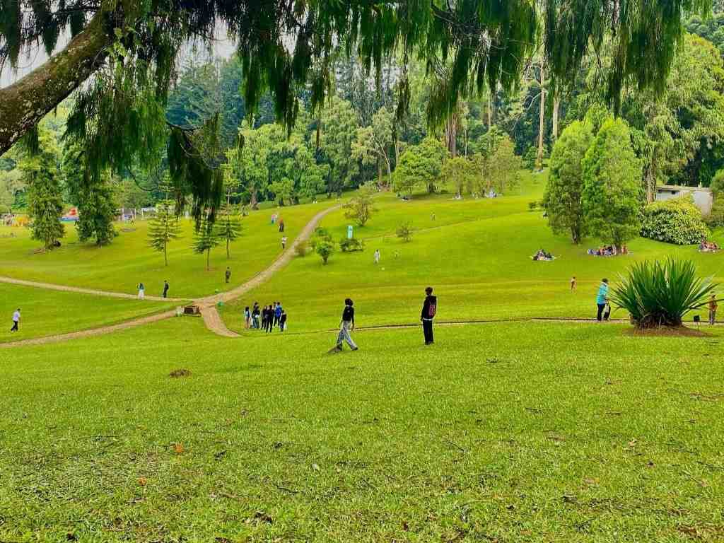 kunjungan wisatawan ke kebun raya cibodas