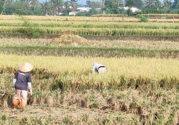 Kualitas Beras Cianjur Menurun, Dinas Sebut Dipicu Cara Panen Tradisional