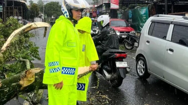 Jalur Puncak–Cianjur Kembali Normal, Usa Pohon Tumbang di Cugenang yang Tewaskan Seorang Pengendara
