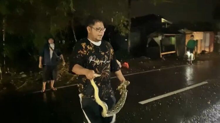 Pascabanjir Cibeber, Ular dan Biawak Dilaporkan Masuk ke Permukiman Warga
