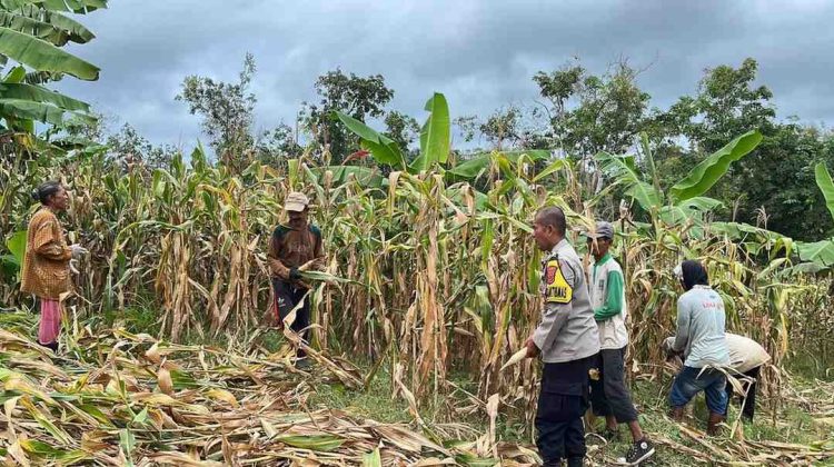 Dukung Swasembada Pangan, Polsek Agrabinta Dampingi Panen 5 Ton Jagung Hibrida di Wanasari