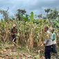 panen jagung hibrida di agrabinta
