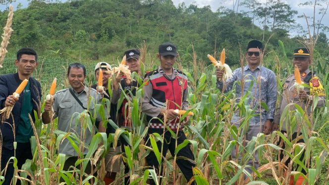 
					Polsek Sukanagara Dampingi Panen Dua Ton Jagung Hibrida di Desa Sukarame