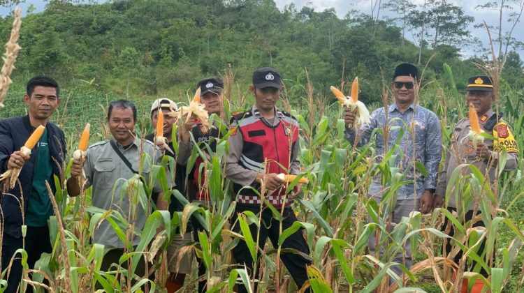 Polsek Sukanagara Dampingi Panen Dua Ton Jagung Hibrida di Desa Sukarame