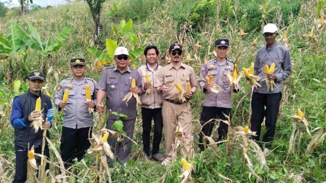 
					Sinergi Polsek Warungkondang dan Petani Berbuah Panen 6 Ton Jagung di Gekbrong