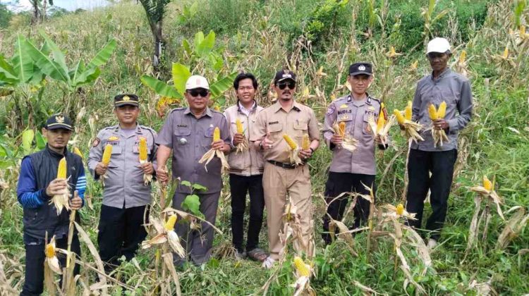 Sinergi Polsek Warungkondang dan Petani Berbuah Panen 6 Ton Jagung di Gekbrong