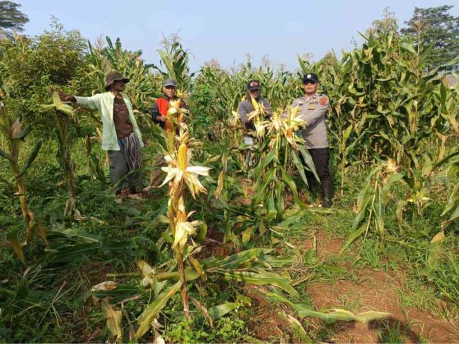 
					Polsek Mande Dukung Program Ketahanan Pangan, Petani Desa Jamali Panen Jagung Hibrida
