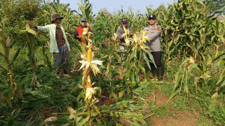 Polsek Mande Dukung Program Ketahanan Pangan, Petani Desa Jamali Panen Jagung Hibrida