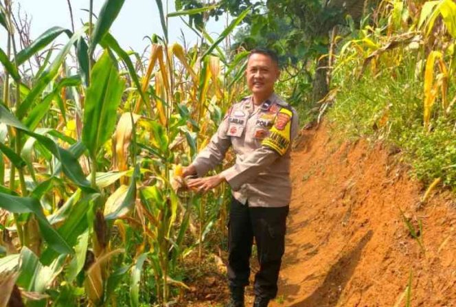 
					Polsek Cugenang Intensif Kawal Program Ketahanan Pangan melalui Budidaya Jagung Hibrida