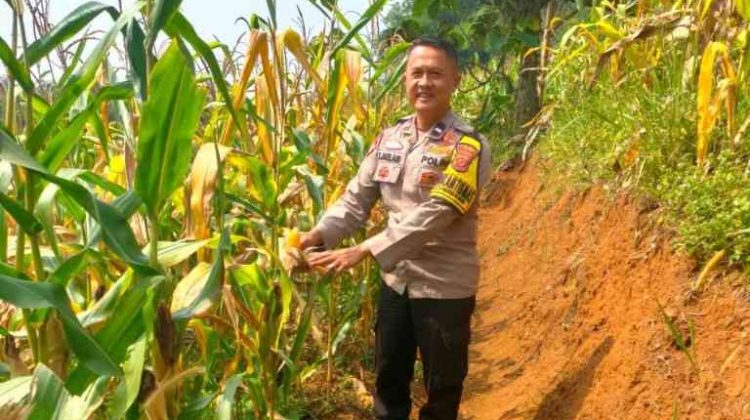 Polsek Cugenang Intensif Kawal Program Ketahanan Pangan melalui Budidaya Jagung Hibrida