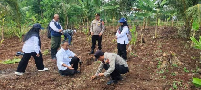 
					Polsek Bojongpicung Dampingi Petani tanam Jagung Hibrida di Haurwangi