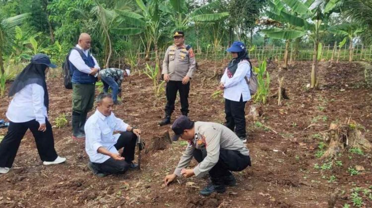 Polsek Bojongpicung Dampingi Petani tanam Jagung Hibrida di Haurwangi