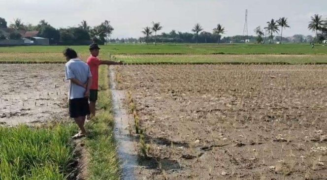 
					Musim Kemarau Ancam Pertanian Cianjur, Sawah di Tiga Kecamatan Rawan Kekeringan