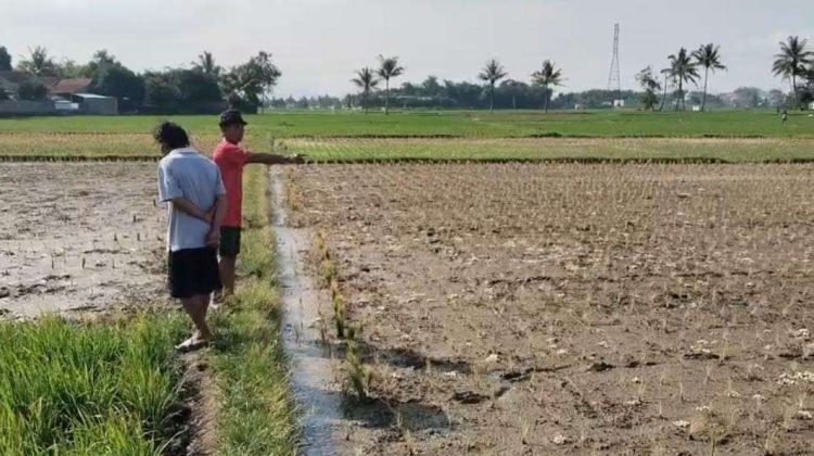 Musim Kemarau Ancam Pertanian Cianjur, Sawah di Tiga Kecamatan Rawan Kekeringan