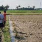 Sawah di Cianjur