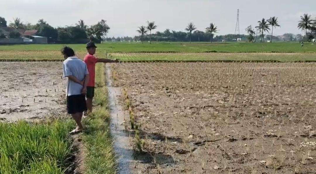 Sawah di Cianjur