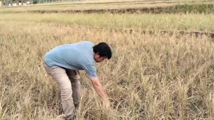 Puluhan Hektare Sawah di Ciranjang Gagal Panen Akibat Kemarau Panjang, Petani Rugi Ratusan Juta