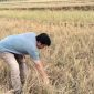 Sawah Kering