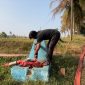 kemarau panjang